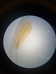 Leptoplanoidea