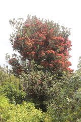 Metrosideros carminea