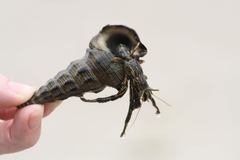 Clibanarius taeniatus