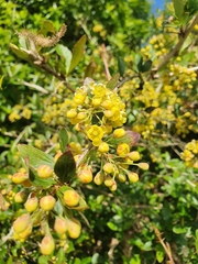 Berberis vulgaris