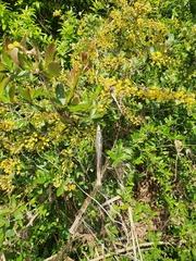 Berberis vulgaris