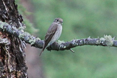 Muscicapa sibirica