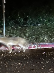 Canis latrans