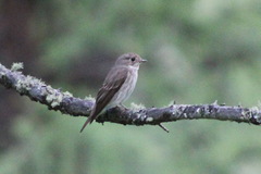 Muscicapa sibirica