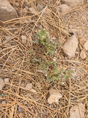 Collomia grandiflora
