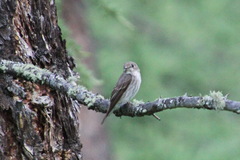 Muscicapa sibirica