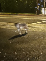 Canis latrans
