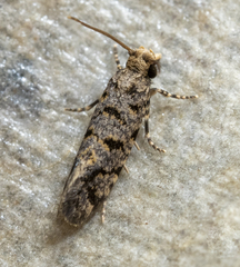 Amydria margoriella