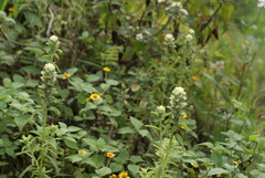 Castilleja arvensis arvensis