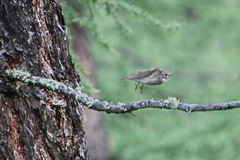 Muscicapa sibirica
