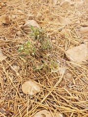 Collomia grandiflora