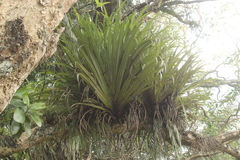 Astelia hastata