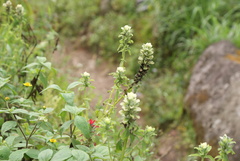 Castilleja arvensis arvensis