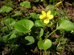 Viola sempervirens
