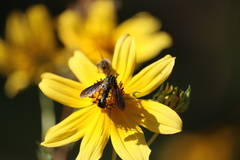 Lepidophora lepidocera