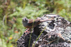 Emberiza godlewskii