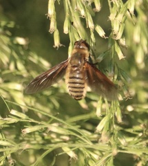 Poecilanthrax lucifer