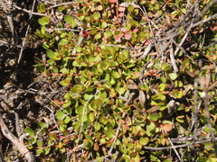 Gonocarpus micranthus