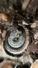 Batrachoseps attenuatus