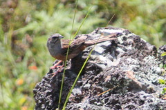 Emberiza godlewskii