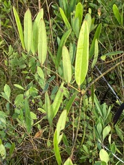 Smilax laurifolia