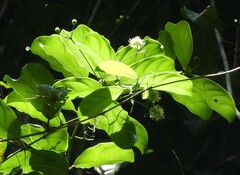 Passiflora kuranda
