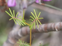 Gompholobium venustum