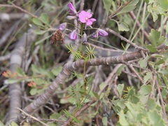 Gompholobium venustum