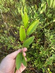Smilax laurifolia