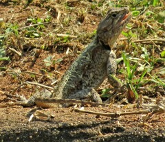 Acanthocercus atricollis