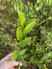 Smilax laurifolia