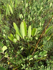 Smilax laurifolia