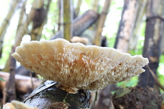 Cerrena zonata