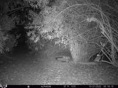 Megascops kennicottii