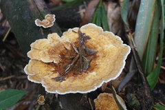 Cerrena zonata