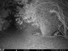 Megascops kennicottii