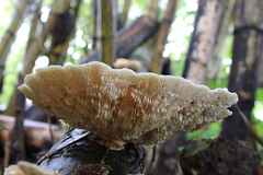 Cerrena zonata