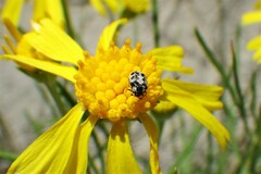 Anthrenus scrophulariae