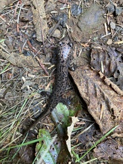 Caudata