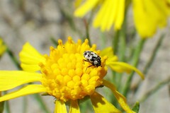 Anthrenus scrophulariae