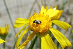 Anthrenus scrophulariae
