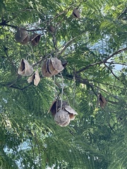 Koelreuteria bipinnata
