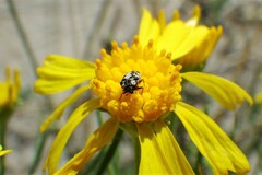 Anthrenus scrophulariae
