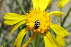 Anthrenus scrophulariae