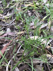 Daucus glochidiatus