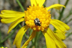 Anthrenus scrophulariae