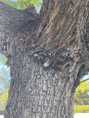 Koelreuteria bipinnata