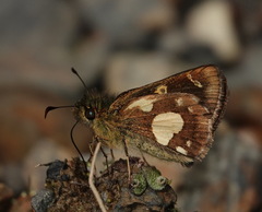 Dalla cupavia