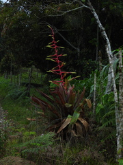 Tillandsia fendleri