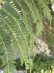 Koelreuteria bipinnata